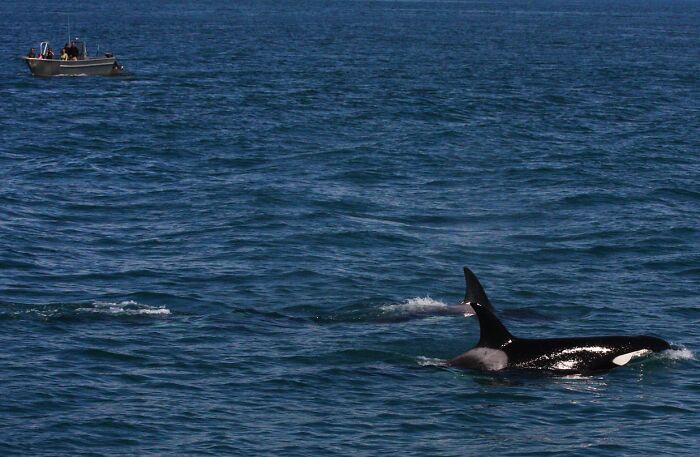 Orca whale swimming near a small boat, showcasing one of the times animals messed with humans in the ocean.