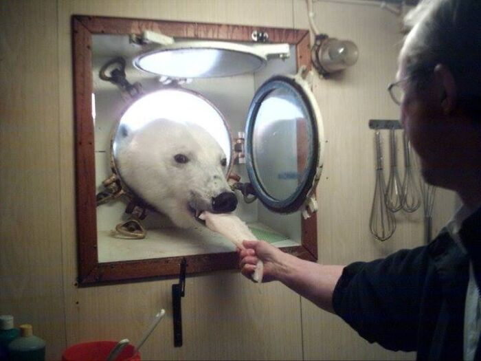 Man feeding a polar bear through a small window in an unusual setting, fascinating picture for curious minds learning.