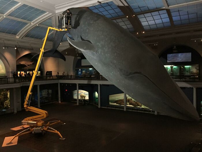 A large model whale in a museum being cleaned by a person on a hydraulic lift, showcasing fascinating pictures for curious minds.