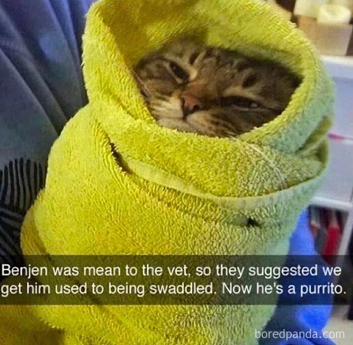 Cat wrapped tightly in a yellow towel resembling a burrito, one of the adorable animals that may bring you instant smiles.