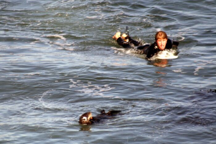 A person in a wetsuit swimming closely behind an otter in the water, showing animals messing with humans.