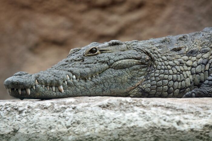 Close-up of a crocodile resting near a stone surface, illustrating one of the times animals messed with humans.