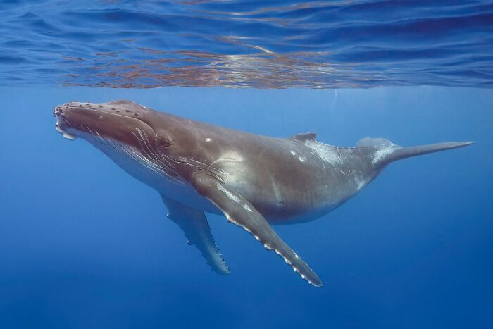 Humpback whale swimming underwater, one of the animals that have unexpectedly messed with humans in history.