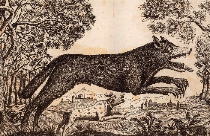 Illustration of a large wolf chasing a dog in a forested area, representing animals messing with humans historically.