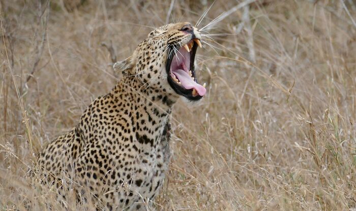 Leopard in dry grass with mouth wide open showing sharp teeth, illustrating animals messing with humans in history.