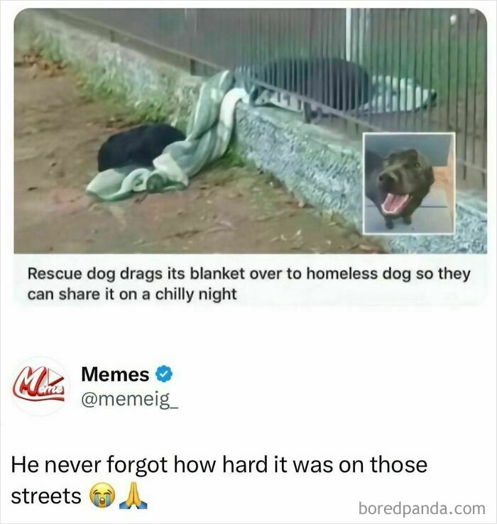 Rescue dog shares blanket with homeless dog in a heartwarming moment showing everyone’s barely holding it together.