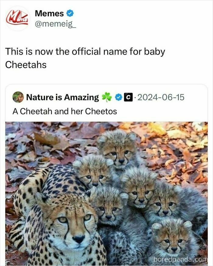A cheetah with her five adorable cubs surrounded by autumn leaves, showcasing funny posts about barely holding it together.