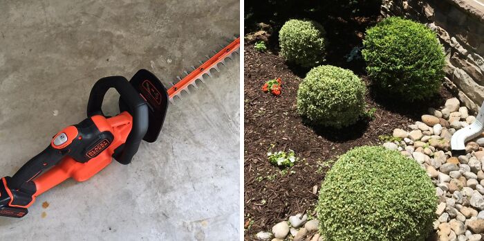 Electric hedge trimmer on concrete next to neatly trimmed garden bushes silencing garden's tiny tantrums.