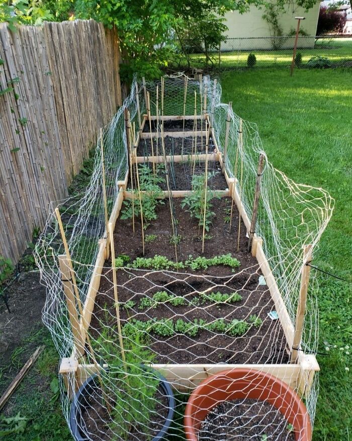 Raised garden bed with protective netting and plant supports to manage garden's tiny tantrums and promote healthy growth.