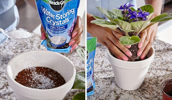 Adding water storing crystals to soil and planting a violet in a white pot to silence garden tiny tantrums.