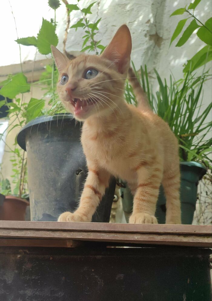 Playful orange tabby kitten showing joy in its new home among green plants and pots.