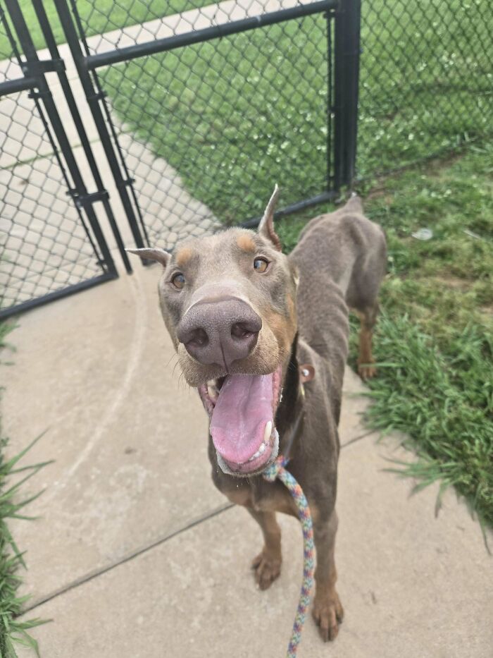Happy adopted Doberman dog with tongue out standing near a fenced yard enjoying life in a new home.