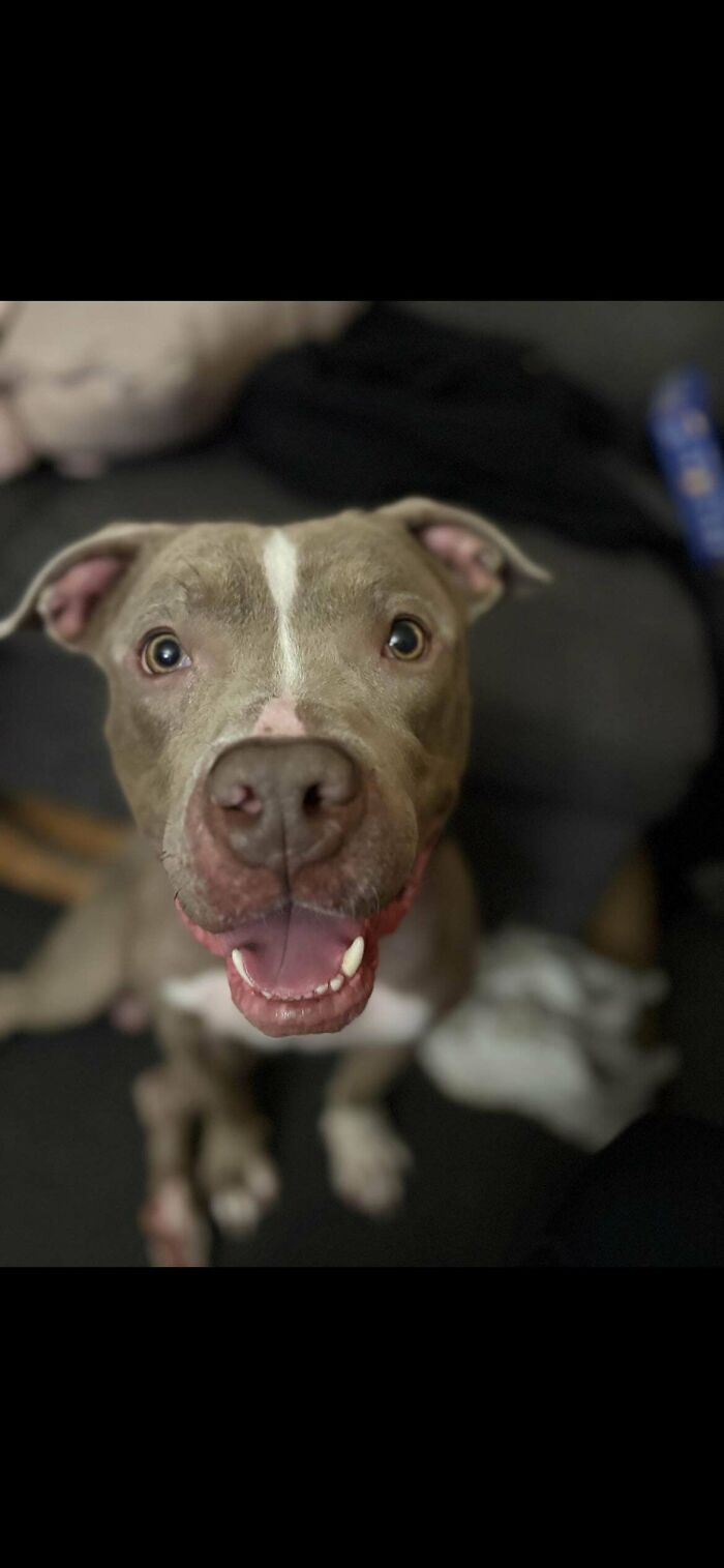 Happy adopted pet dog with joyful expression sitting indoors, enjoying life in a loving new home.