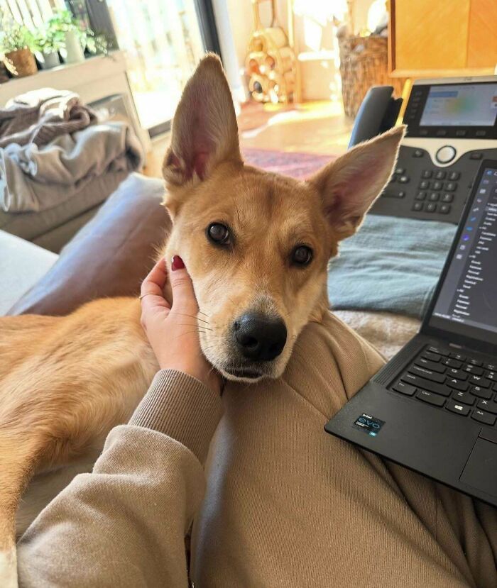 Adopted pet resting happily on owner’s lap next to a laptop in a cozy home setting showing pure joy.
