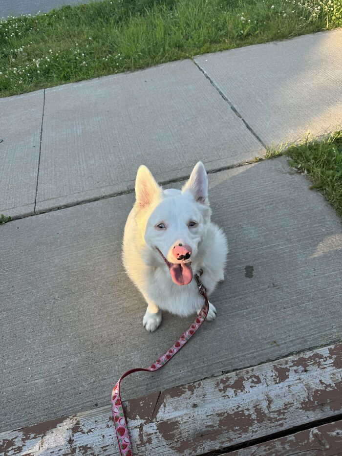 Happy adopted white dog sitting on a sidewalk with a pink leash, enjoying time in its new home outdoors.