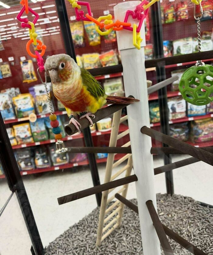 Colorful adopted pet bird perched on a play gym with toys, showcasing joy in its new home environment.