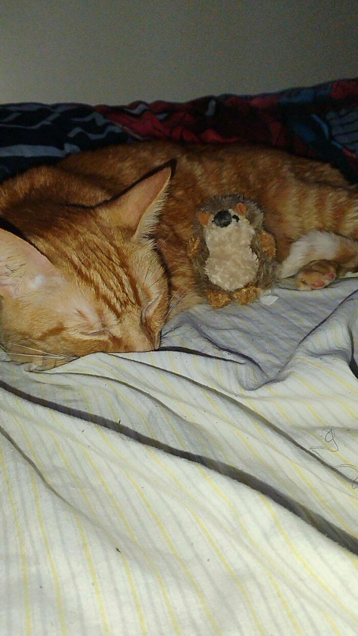 Orange tabby cat sleeping peacefully on a bed with a small plush toy, showing joy of adopted pets in new homes.