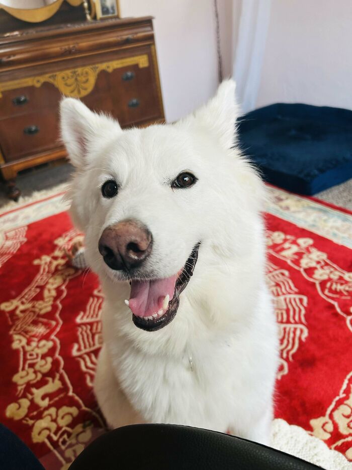 Happy white adopted dog enjoying its new home, sitting on a red patterned rug, radiating pure joy.
