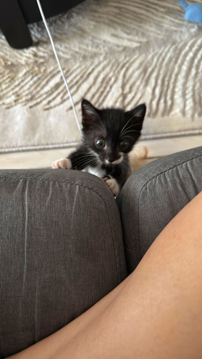 Black and white adopted kitten climbing on a gray couch, showing joy in its new home with a cozy carpet background.