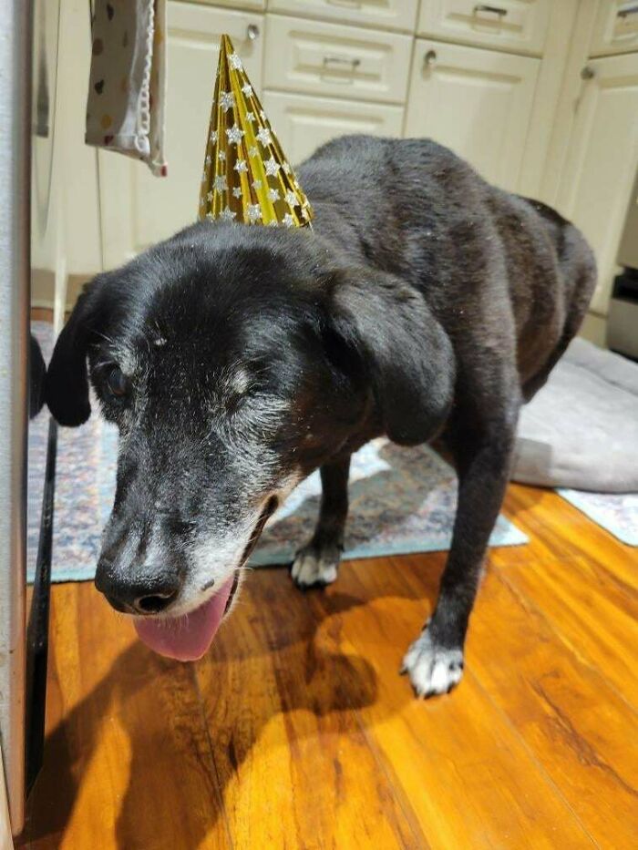 Black adopted dog wearing a gold party hat, showing joy and comfort in its new home environment.
