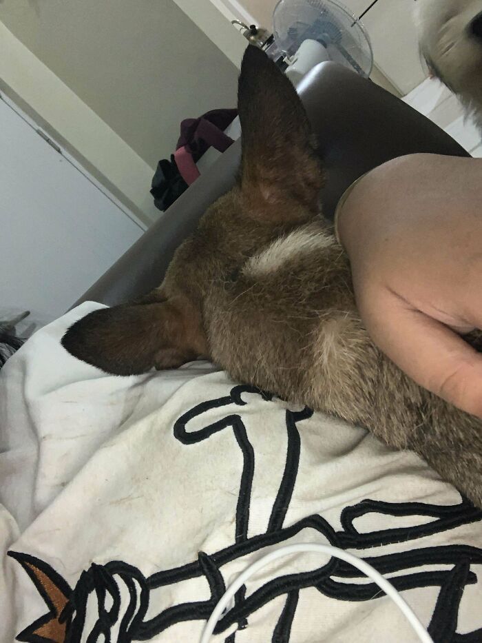 Adopted pet resting peacefully on a person's lap, showing comfort and joy in its new home.