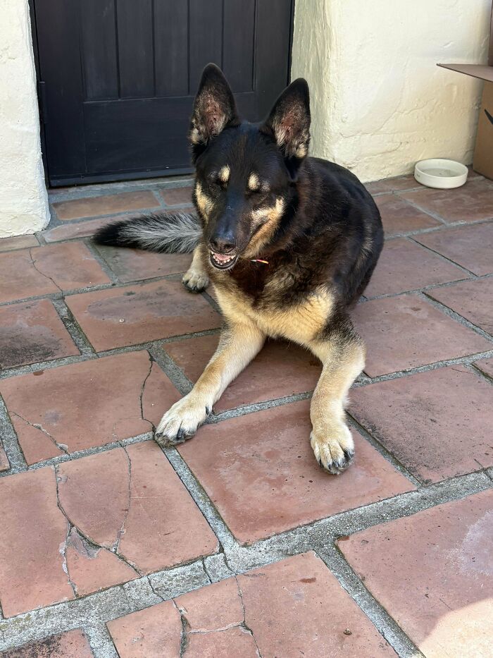 German Shepherd mix adopted pet resting happily on a tiled porch near a black door in a new home.