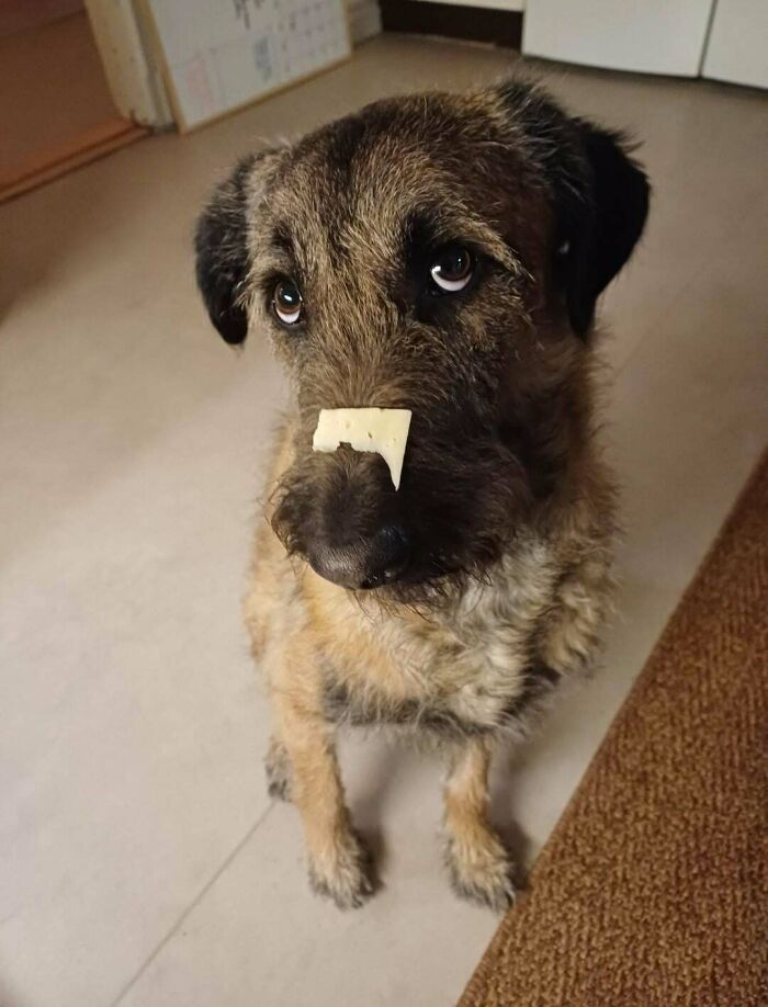 Adopted pet dog with a treat balanced on its nose, showing patience and joy in its new home.
