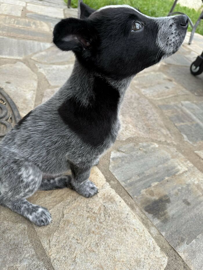 Black and gray adopted puppy sitting on stone pavement, showing joy in its new home outdoors.