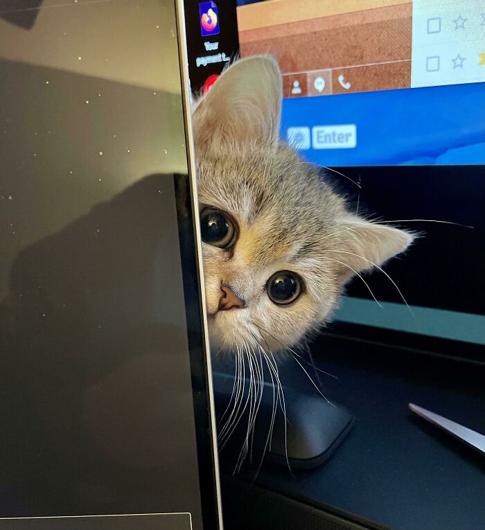 Curious cat peeking between computer screens during a work-from-home session with a colorful desktop background.