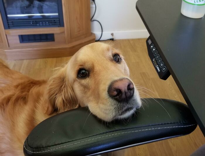 Golden retriever resting its head on a chair arm in a work-from-home setup on wooden flooring near a desk.