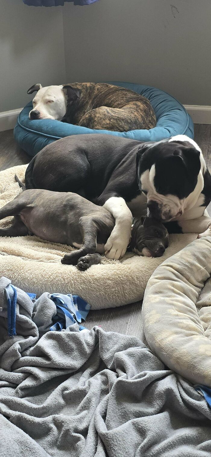 Three adopted pets resting peacefully together on soft beds, enjoying comfort in their new home environment.