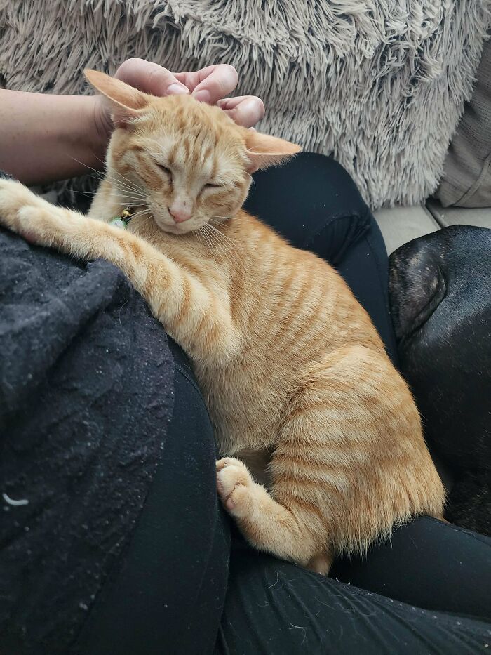 Orange tabby cat cuddling on a person’s lap, showing pure joy and comfort after being adopted into a new home.