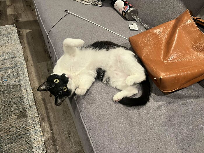 Black and white adopted cat lying joyfully on a couch next to a brown bag, enjoying a happy new home.