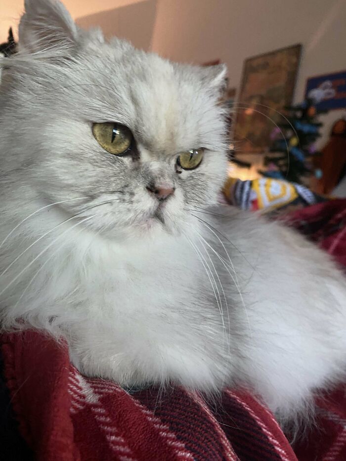 White fluffy cat with yellow eyes resting on a red blanket, showcasing joy of adopted pets in new homes.