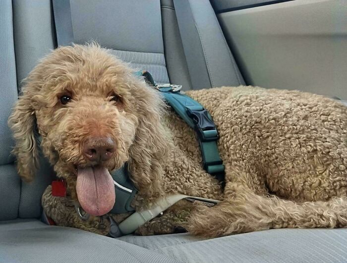 Curly-haired adopted dog wearing a harness, resting happily on a car seat in its new home after adoption.