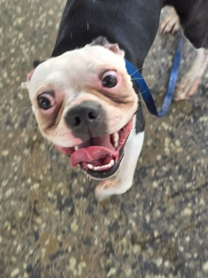 Happy adopted dog with wide eyes and tongue out enjoying life in a new home, showcasing pure joy of adoption.