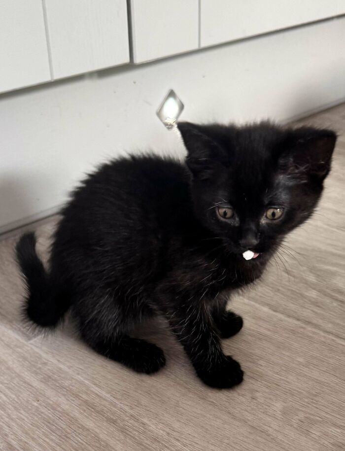 Black kitten with a small white spot on tongue, exploring its new home, showing joy of adopted pets indoors on wooden floor.