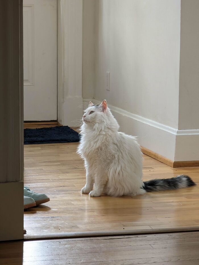 Fluffy white cat with gray tail sitting on wooden floor enjoying peace in its new home adopted pet.