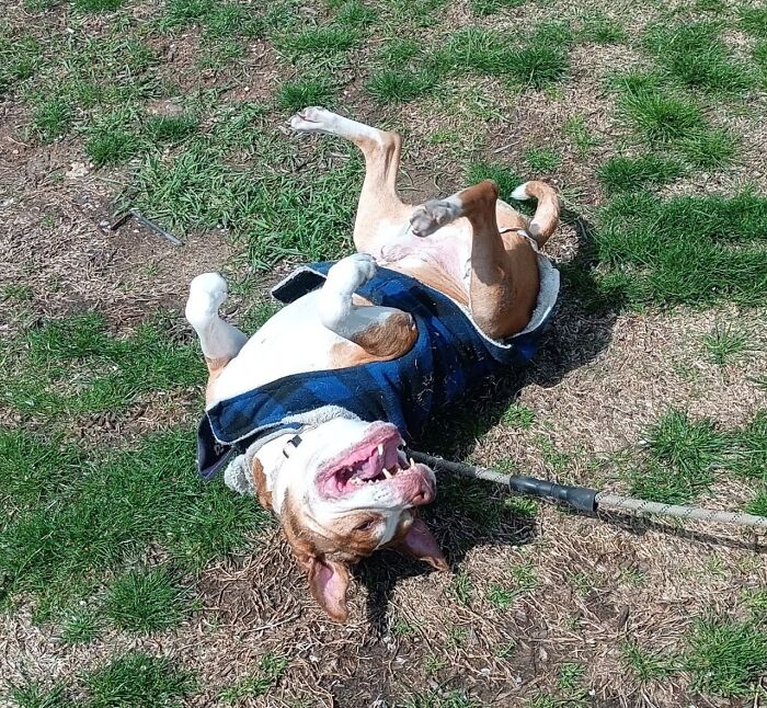 Happy adopted dog in a jacket rolling on grass, showing pure joy in its new home outdoors.