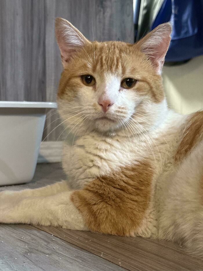 Orange and white adopted cat resting on wooden floor, showing comfort and joy in its new home environment.