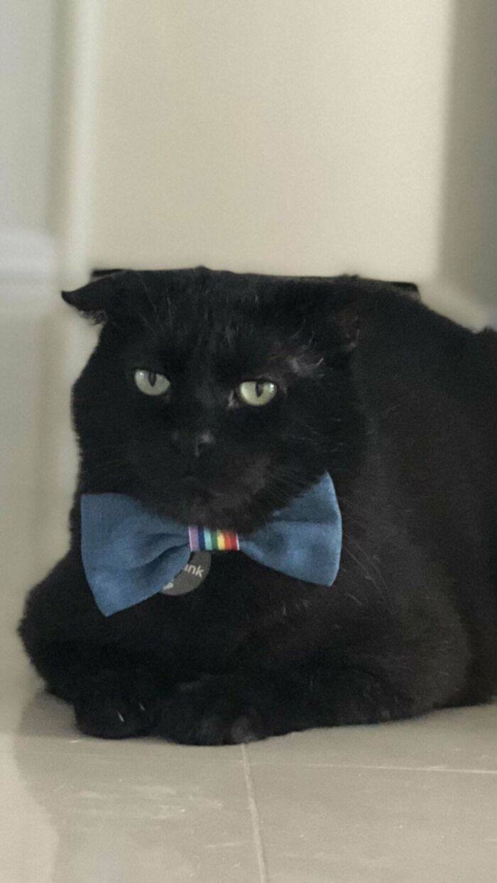 Black cat wearing blue bow tie lying down peacefully, one of the adopted pets who found joy in a new home.