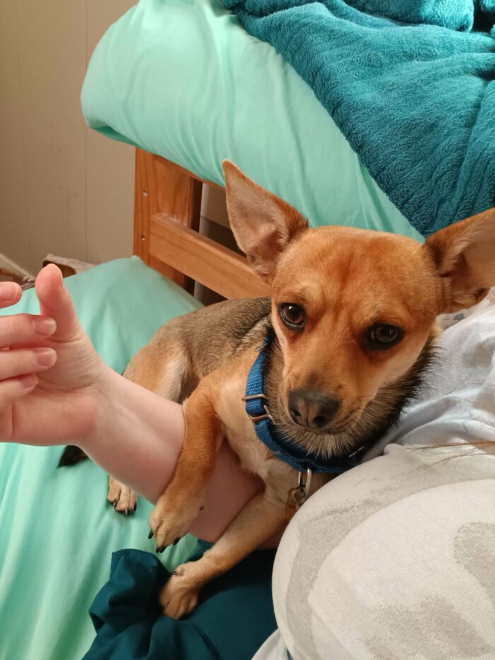 Small adopted dog wearing a blue collar resting contentedly on a person's arm in a cozy home setting.