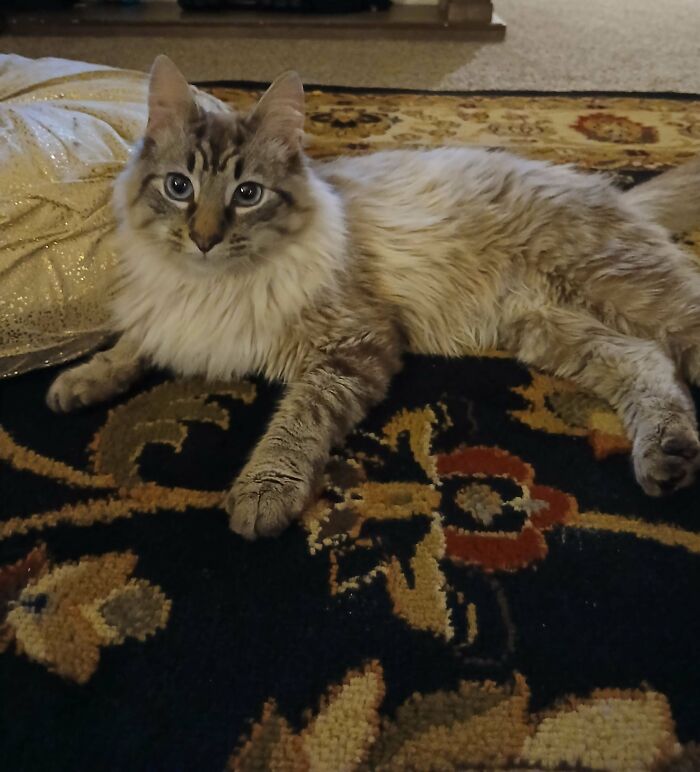 Fluffy adopted cat with blue eyes relaxing on a patterned rug, showcasing joy in its new home environment.