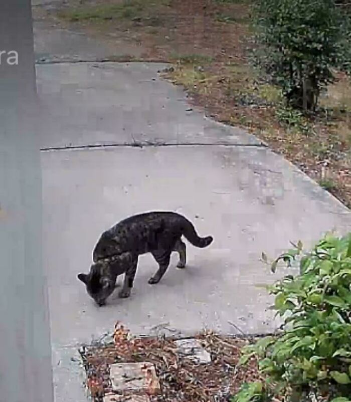 Black and brown adopted cat exploring a concrete driveway surrounded by plants, enjoying a new home environment.
