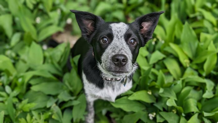 Small black and white adopted dog looking up happily surrounded by green leaves, showcasing joy in a new home.