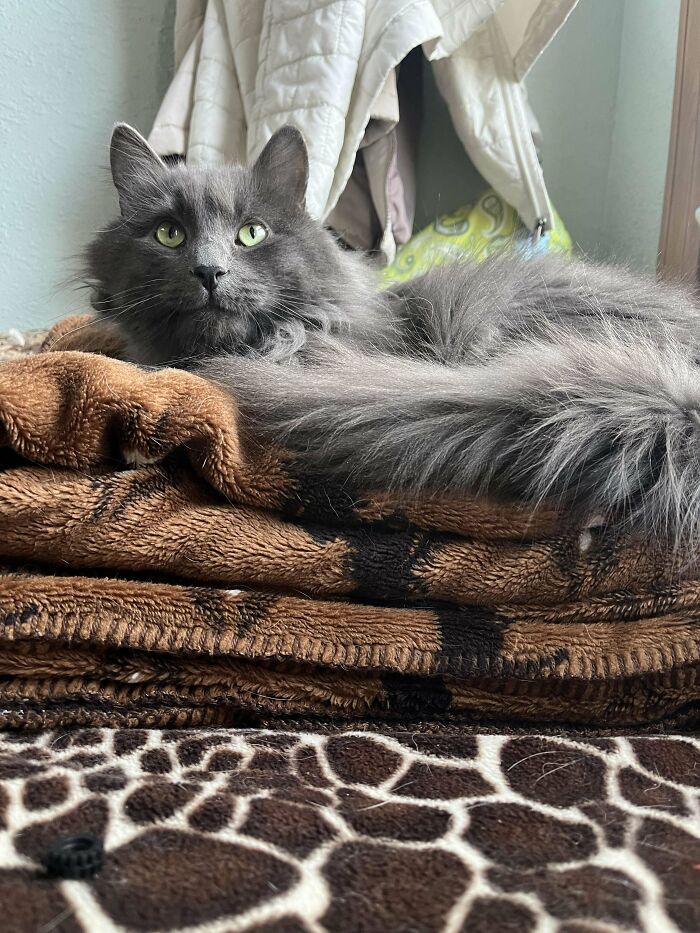 Gray long-haired cat resting on cozy blankets, showing contentment and comfort in its adopted home.