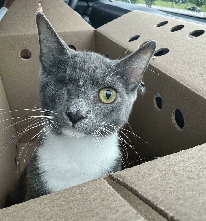 One-eyed gray and white cat happily sitting in a cardboard box, showcasing adopted pets finding joy in new homes.