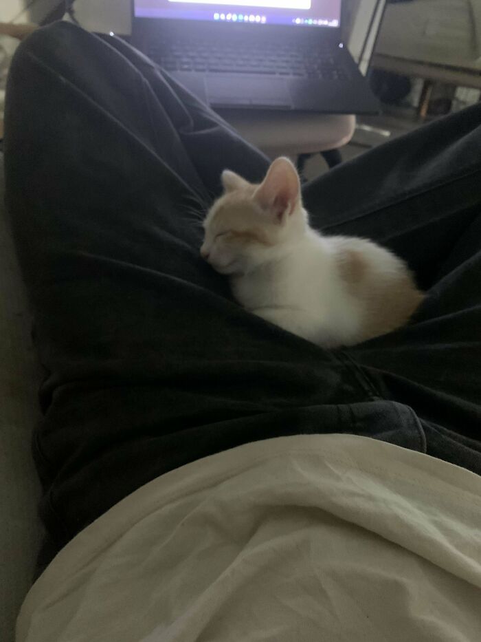 Small adopted kitten resting peacefully on a person's lap, showing pure joy in its new home environment.