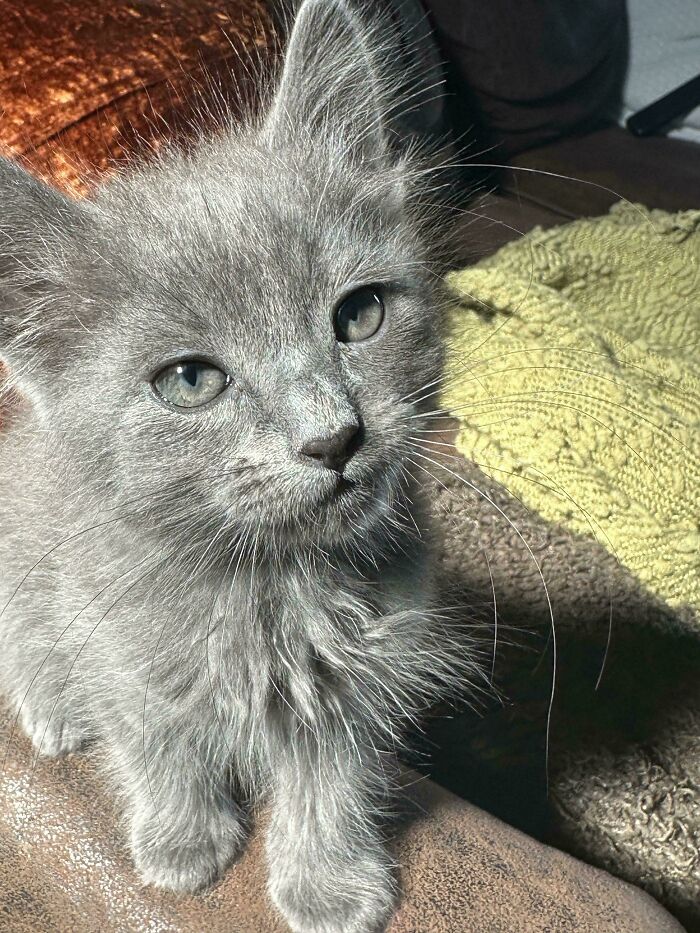 Gray kitten with bright eyes sitting on a couch, one of the adopted pets who found joy in their new home.
