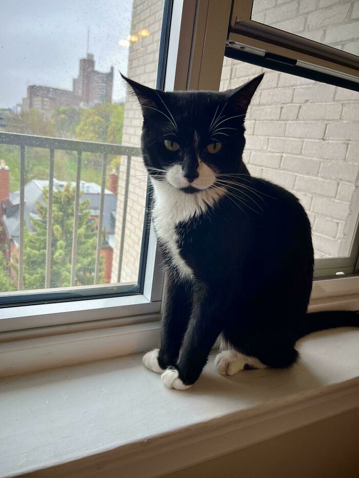 Tuxedo cat sitting on a windowsill, enjoying a new home with a view of trees and buildings outside.